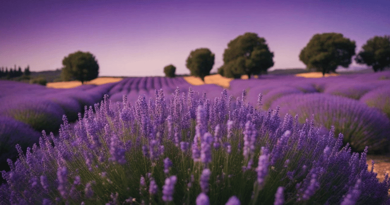 campo de lavanda relajante para el sueño, el estres, la ansiedad por olios bienestar natural aceites esenciales en Zaragoza