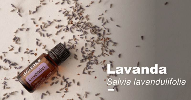 lavanda de grado farmaceutico doterra, lavanda de bulgaria, aecite esencial de lavanda olios bienestar natural en zaragoza
